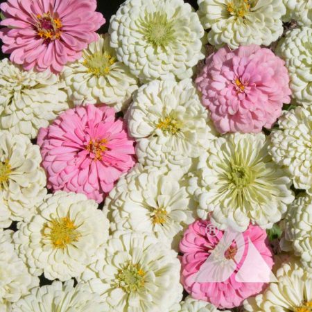 Blushing Bride Zinnia Mix