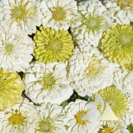 Key Lime Pie Zinnia Mix