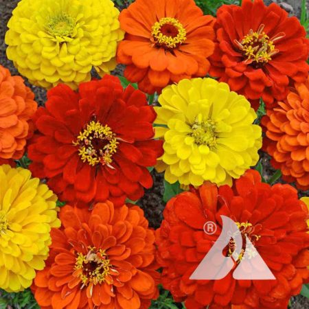 Lava Lamp Zinnia Mix