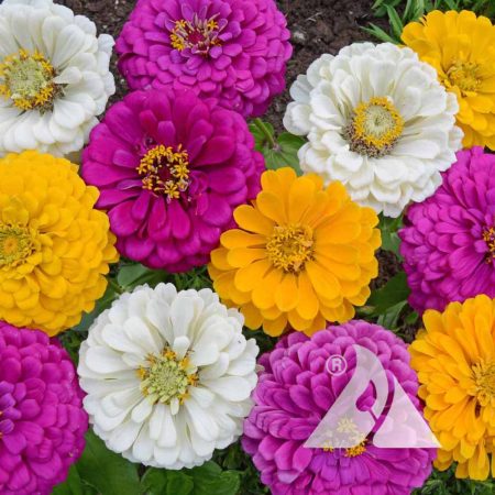 Mardi Gras Zinnia Mix