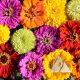 Painted Wagons Zinnia Mix