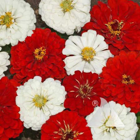 Stop Sign Zinnia Mix