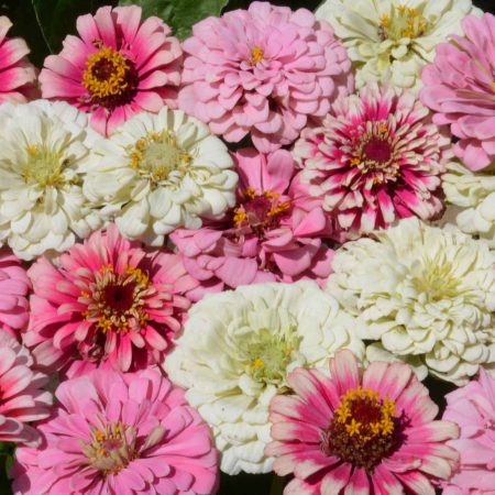 Specialty Zinnia Mixes