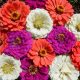 Under the Sea Zinnia Mix