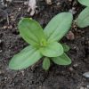 Zinnia (Zinnia elegans)