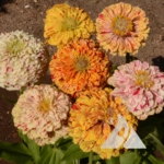 Zinnia 'Peppermint Stick' (Zinnia elegans)