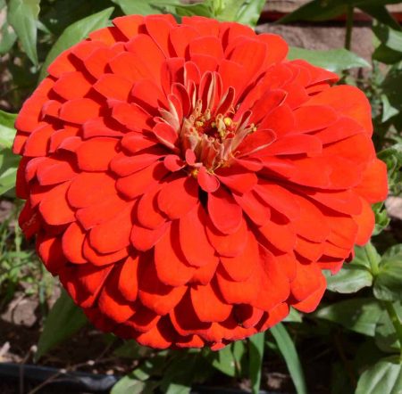 Zinnia 'Will Rogers' (Zinnia elegans)