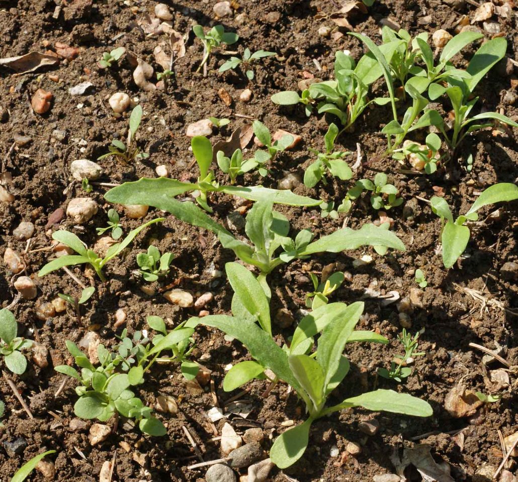 Wildflower Seedling Germination